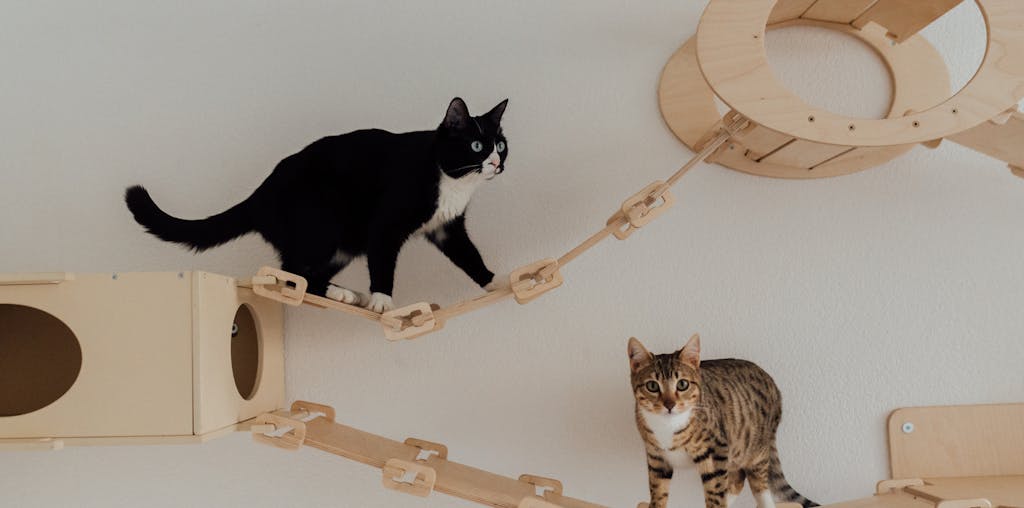 Cats Playing on their Wooden Play House Mount on Wall