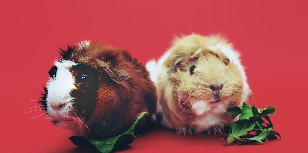 Close-Up Photo of Two Brown and Beige Guinea Pigs