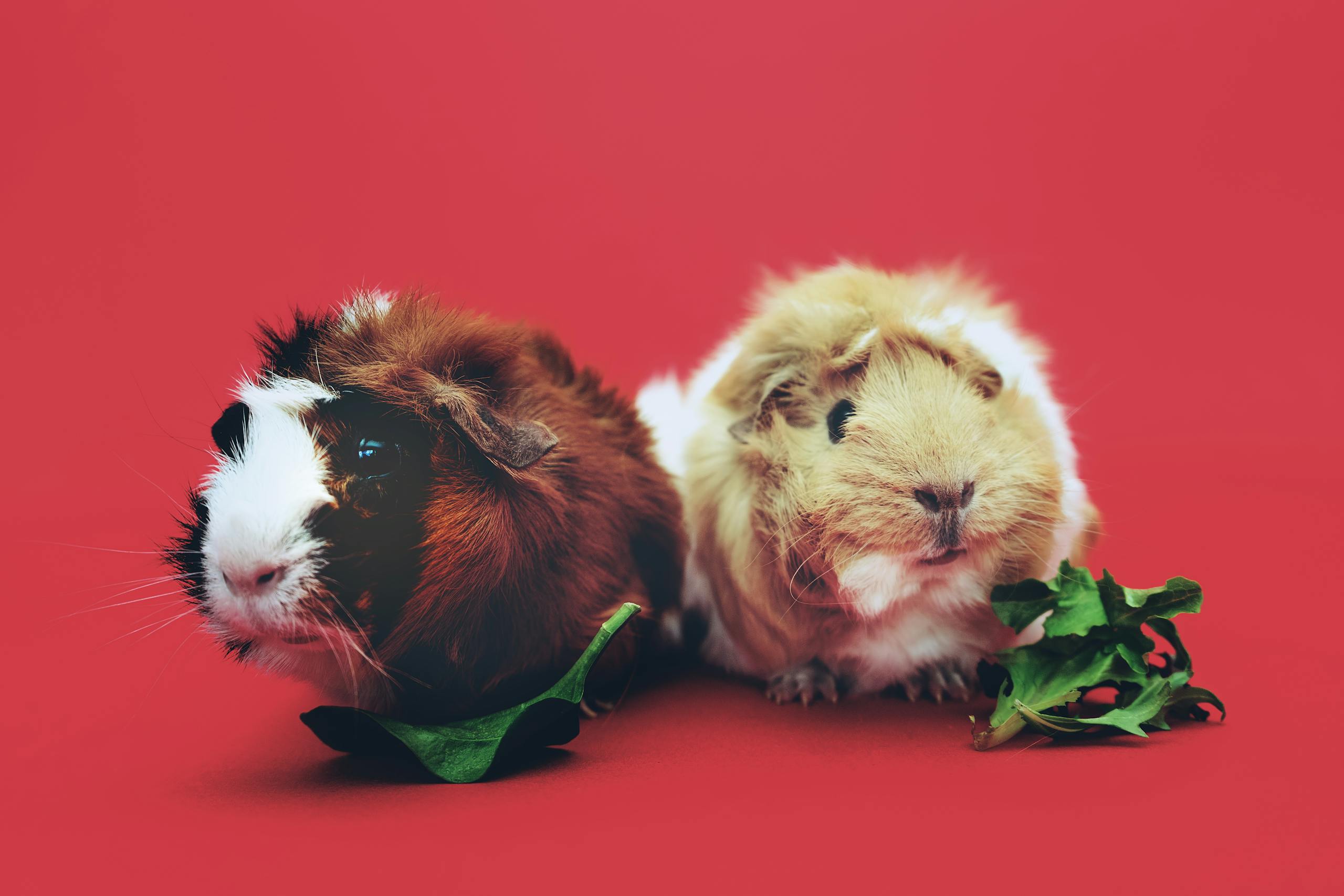 Guinea pigs as pets – A guide to adopting and caring for your cuddling companions