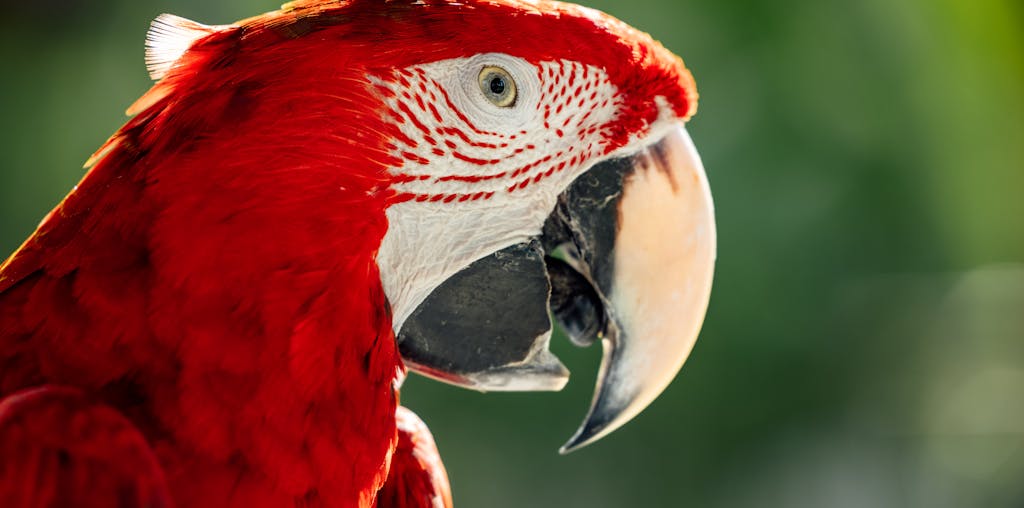 Close Up Shot of a Scarlet Macaw Bird