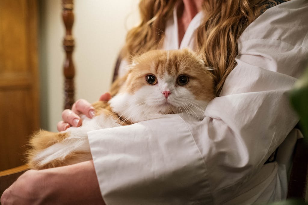 A woman gently holding an adorable Scottish Fold cat indoors, exuding warmth and affection.