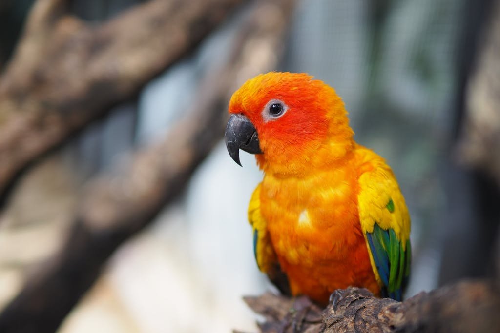 Brightly colored sun conure parrot perched on a tree branch, showcasing vivid feathers.