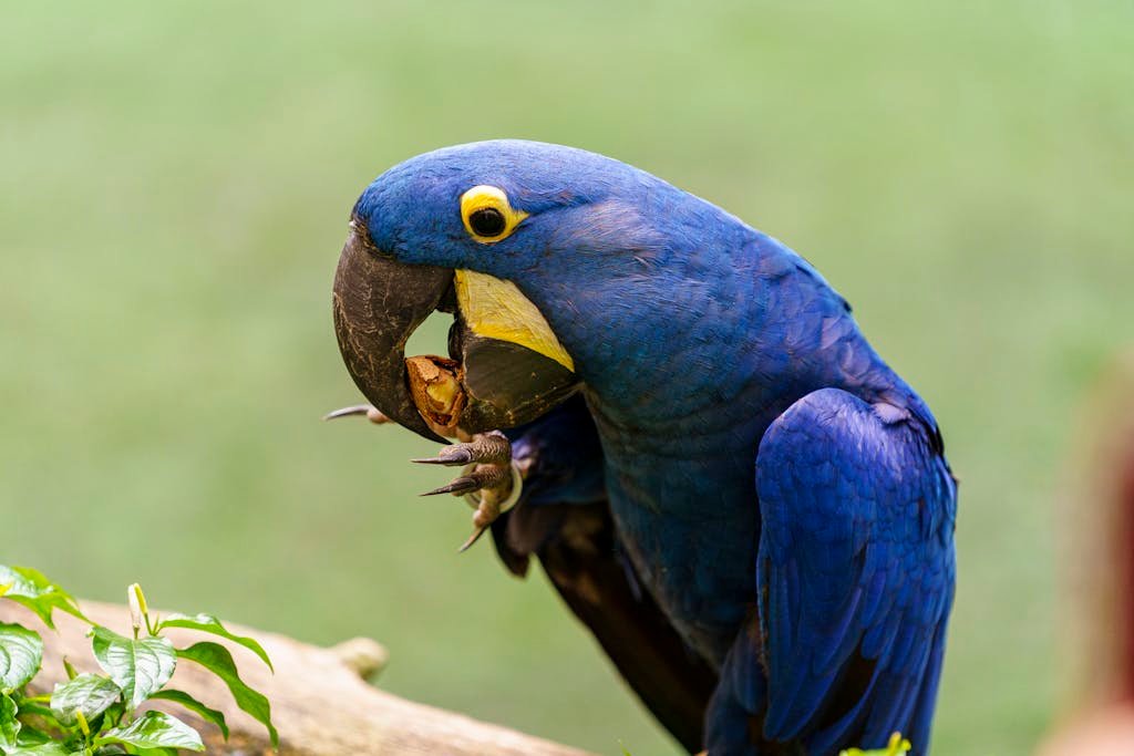 Close-up of a hyacinth macaw eating in its lush natural environment.