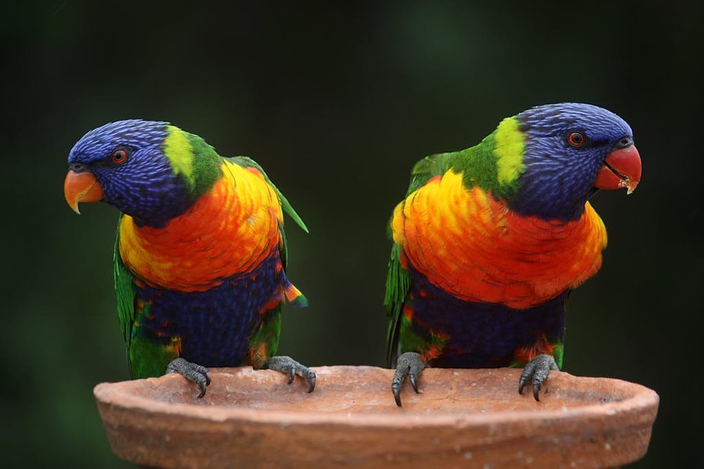 Colorful rainbow lorikeets perched in a natural setting, showcasing vibrant plumage and wildlife charm.