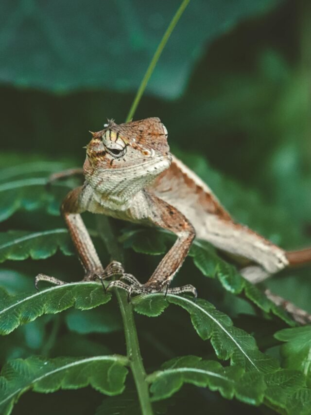 Everything You Need To Know About Pet Geckos