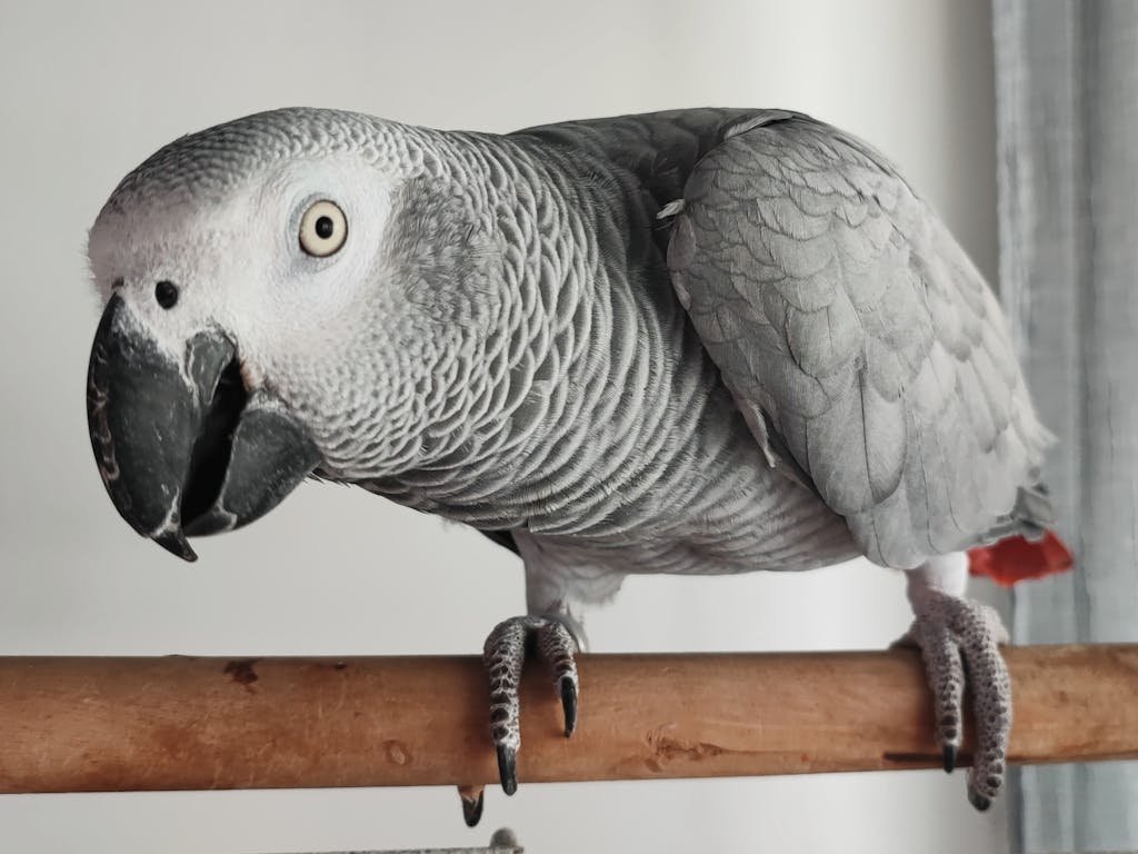 Detailed image of an African Grey Parrot perched on a wooden bar indoors.