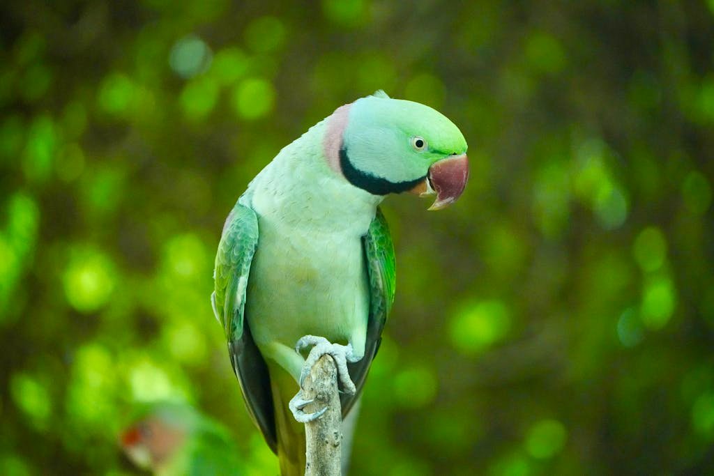 Detailed photo of a colorful parakeet perched on a branch against a blurred green background.