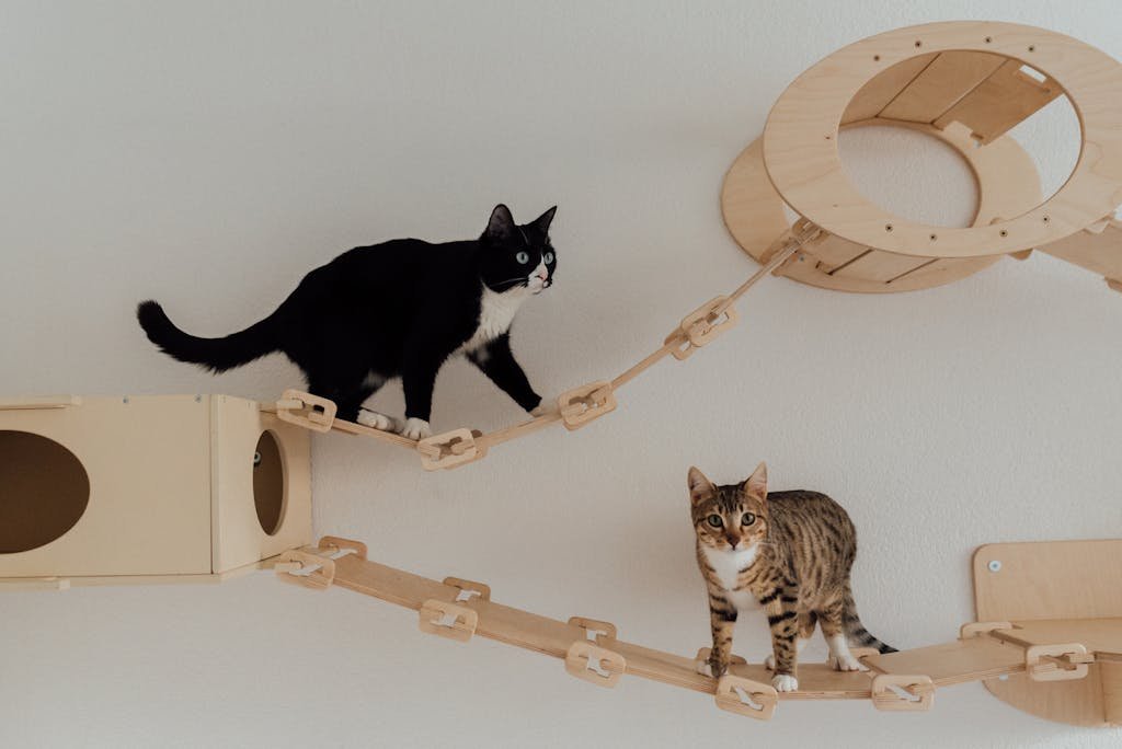 Two cats exploring an indoor wooden cat tower. Ideal for pet lovers and home decor inspiration.