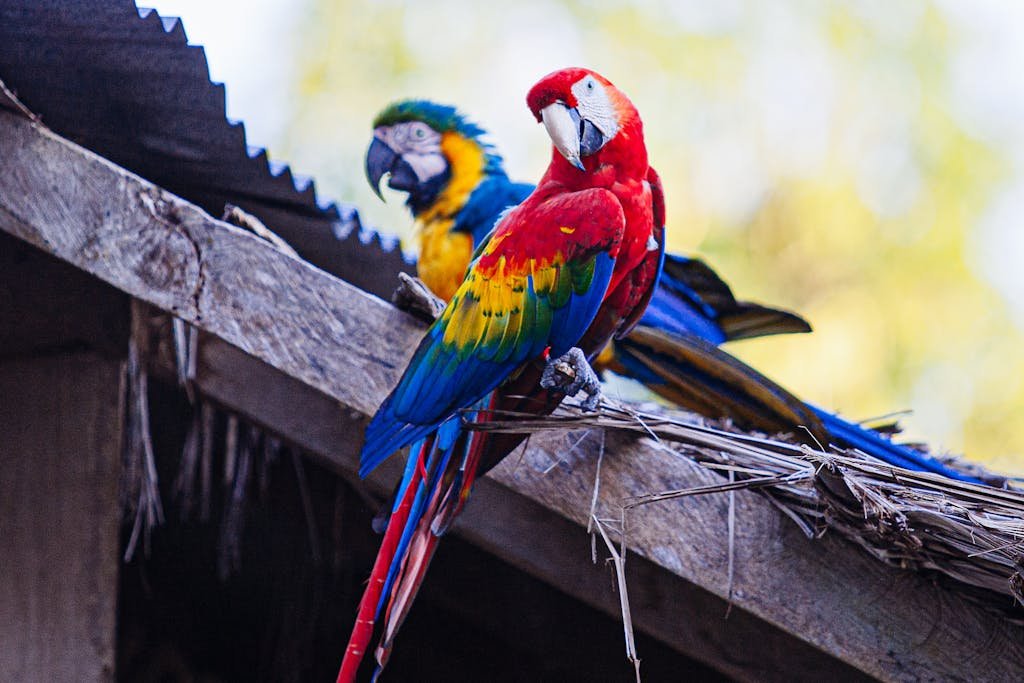 Vibrant macaws with colorful plumage perched on a thatched roof in Tena, Ecuador.