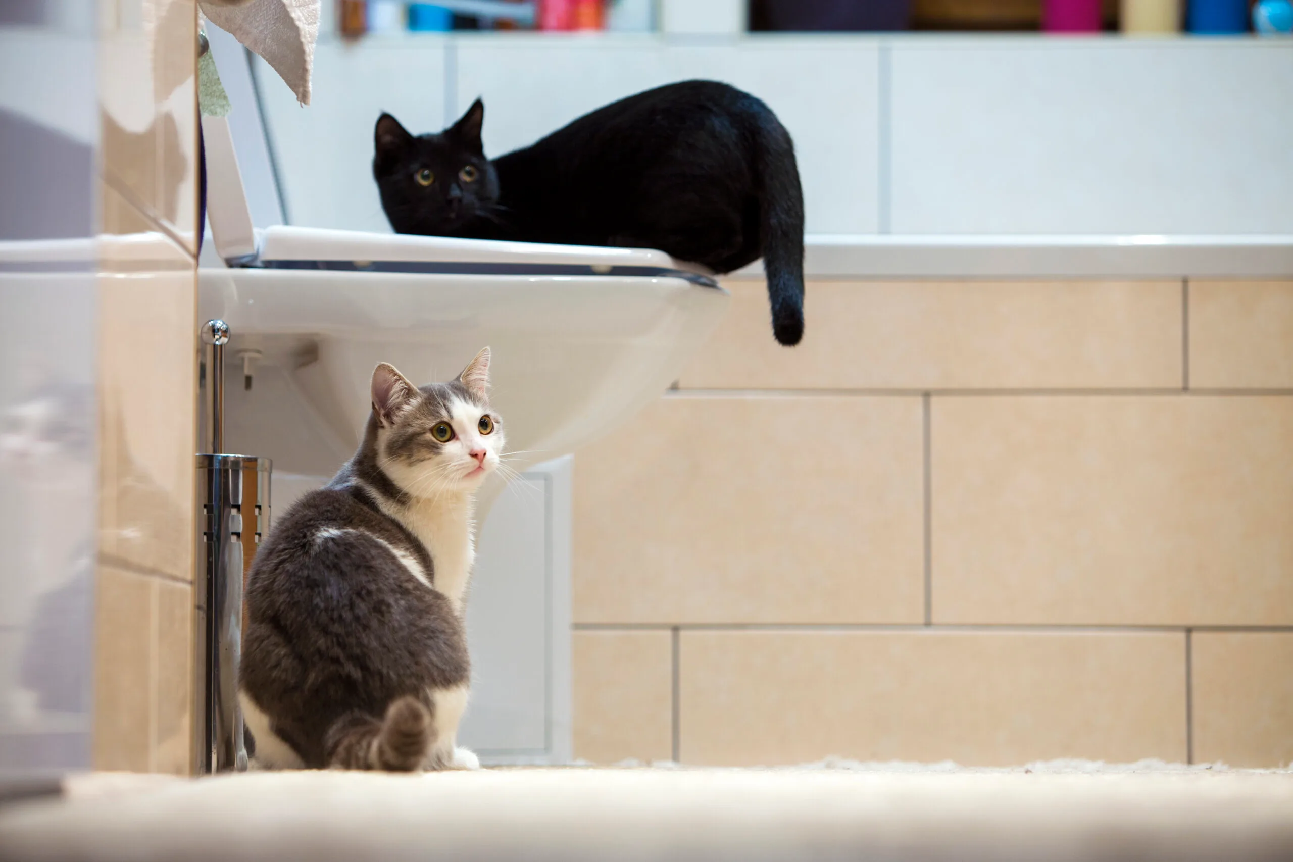 How to Train a Cat to Use the Toilet (Yes, It’s Possible!)