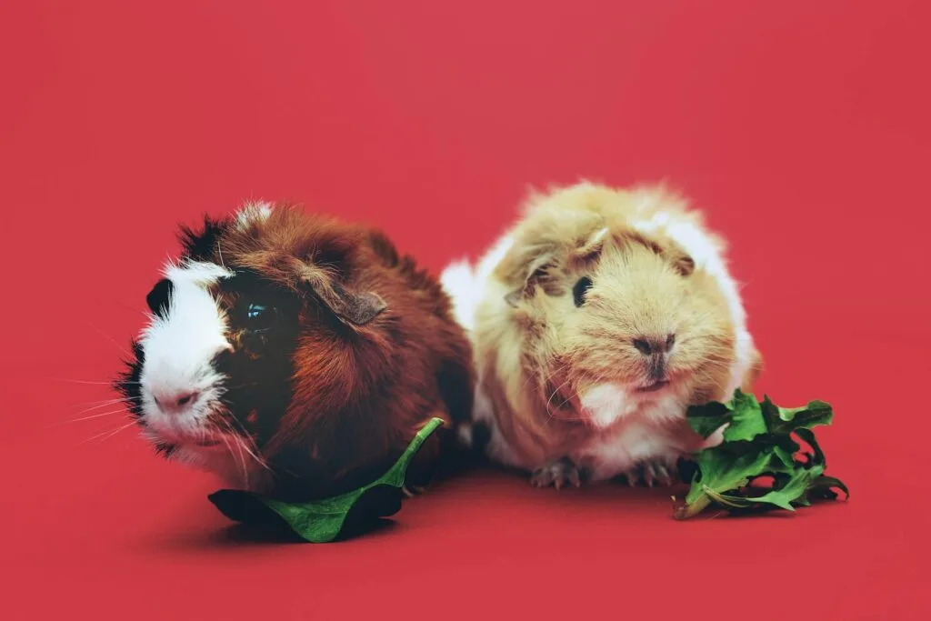 A cute pair of guinea pigs enjoying leaves against a vibrant red backdrop.