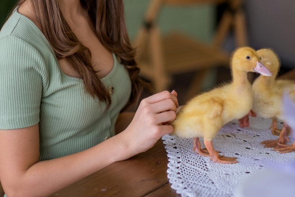 A woman gently pets yellow ducklings on a table with a lacy placemat inside a cozy home setting.