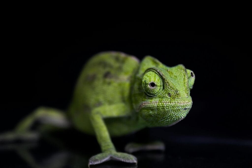 Detailed close-up of a green chameleon, showcasing its textured skin and eye.