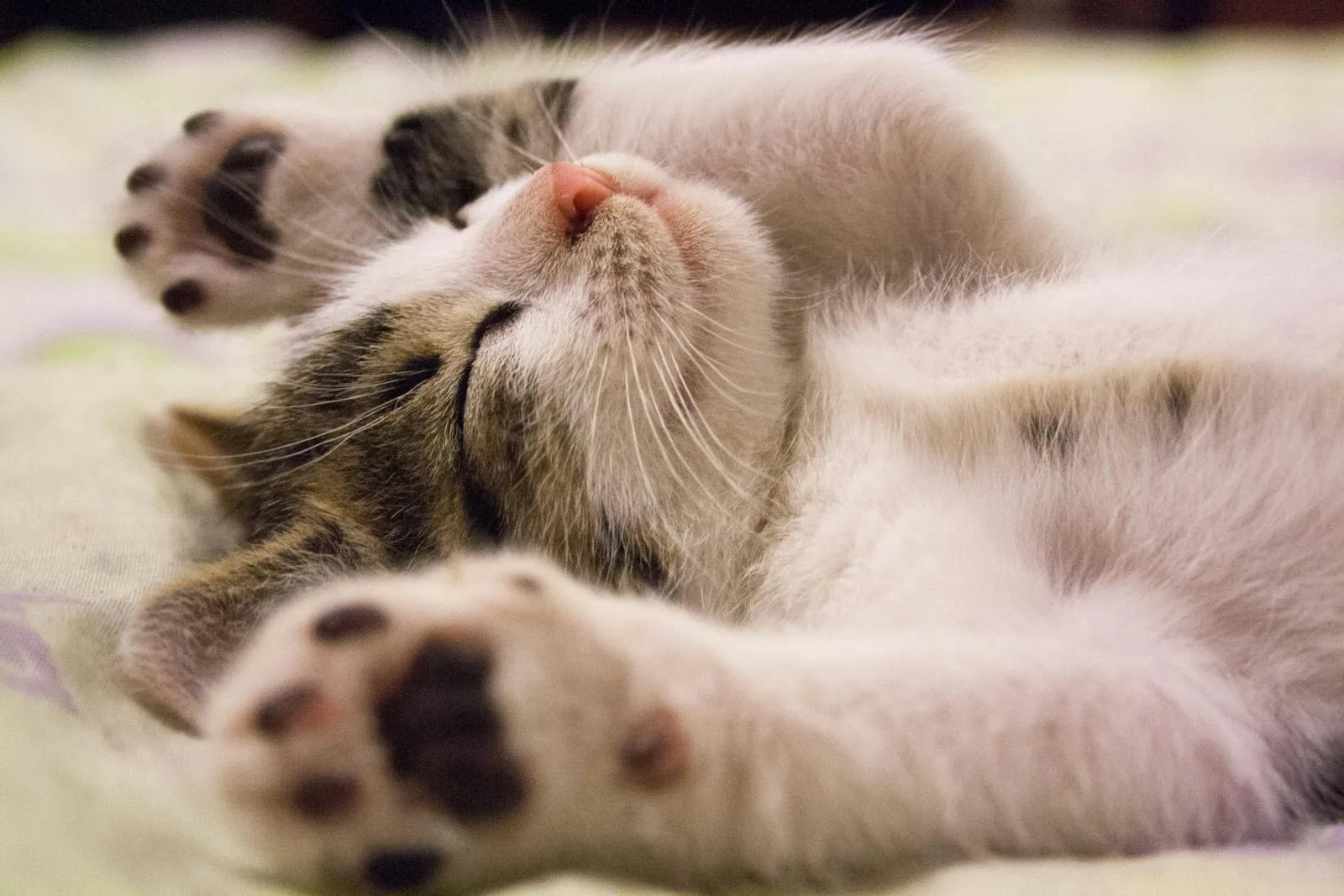 Top 10 Cat Breeds for Fun-Loving Families