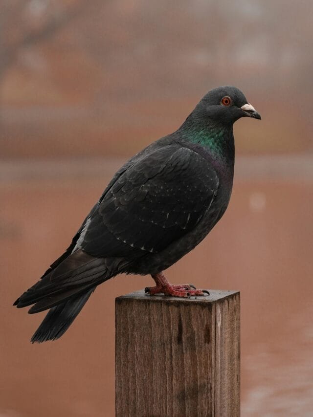 10 Common Pigeon Diseases & How to Prevent Them