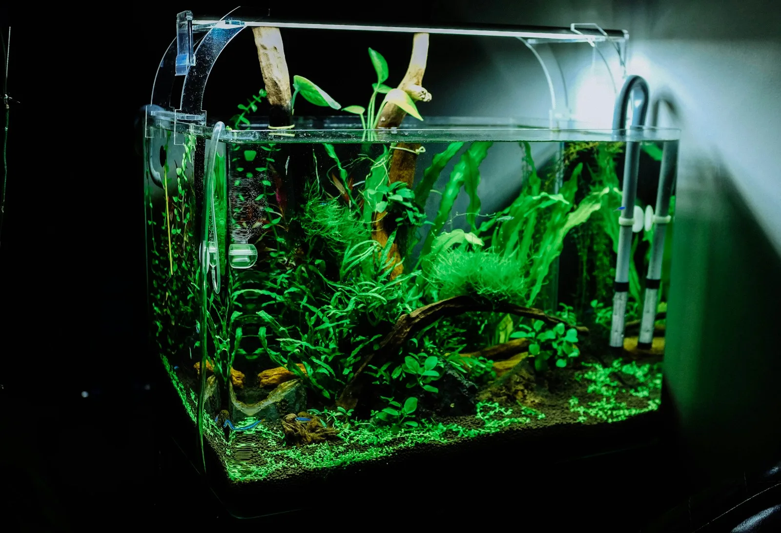 DIY Glass Aquarium: How to Make a STURDY Fish Tank for Cheap!