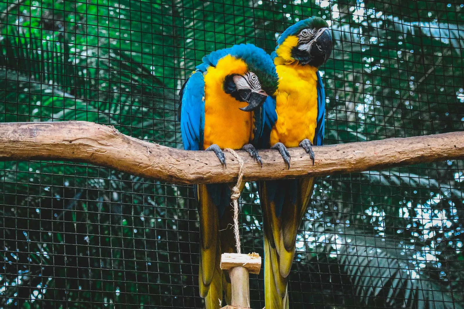 The Expenses Involved in Purchasing and Maintaining a Pet Bird