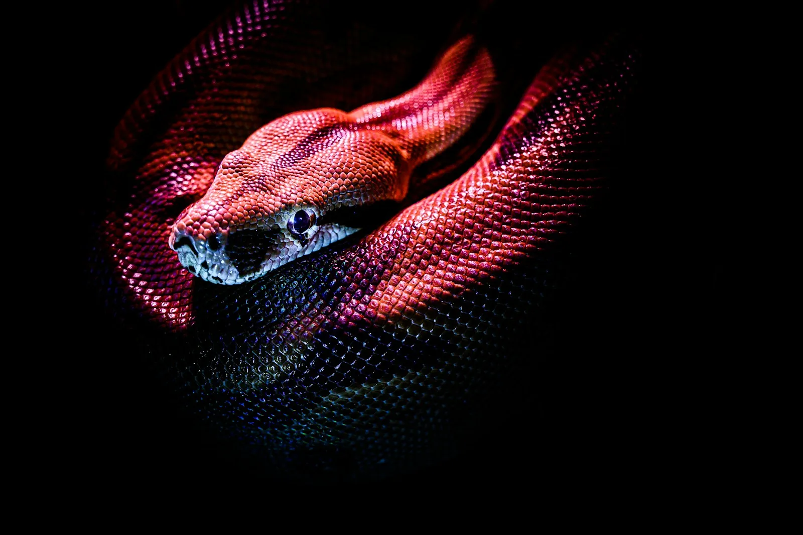 The Ultimate Pet Snake Care Guide On How to Get You Started