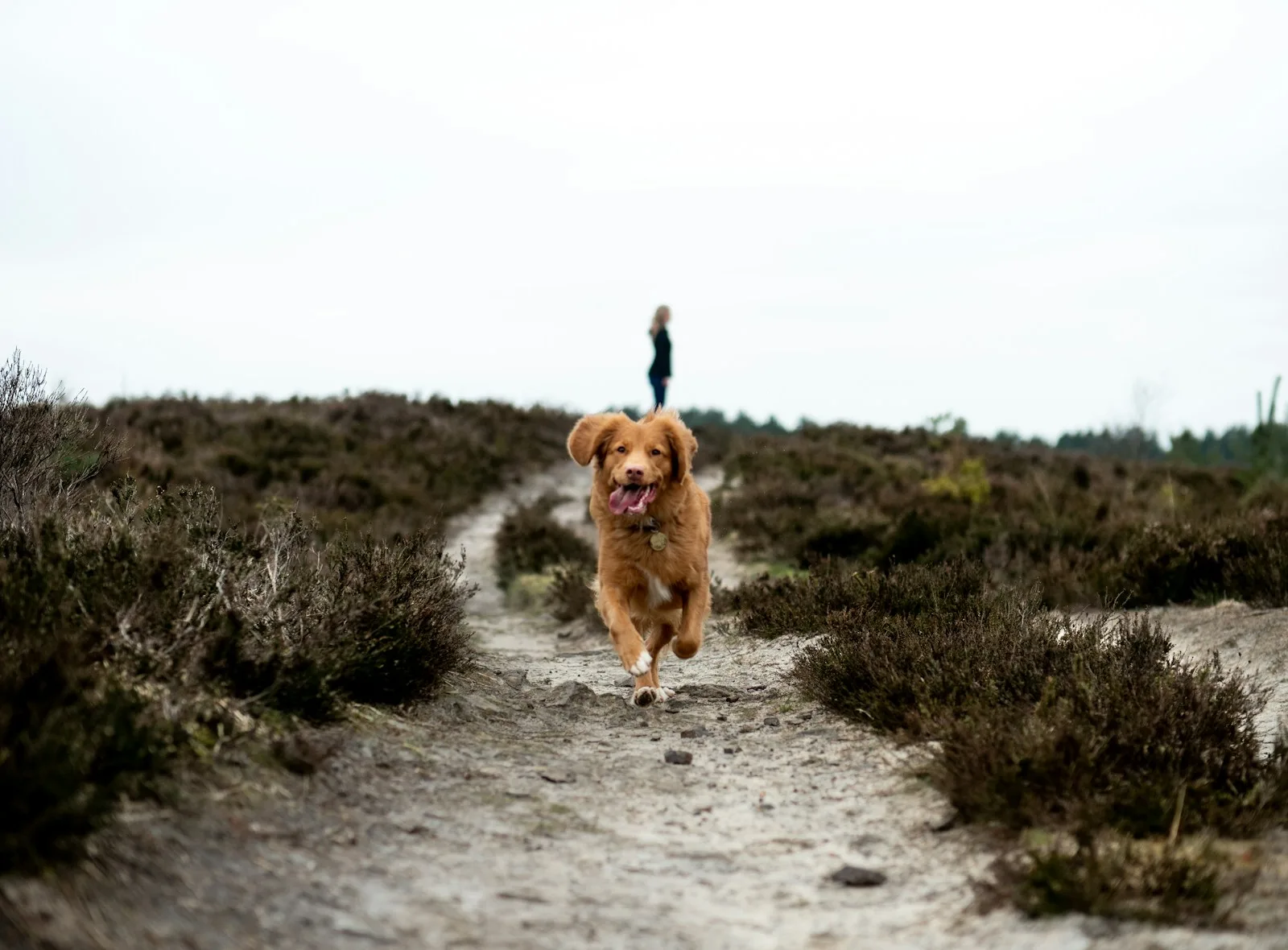 The Top 10 Best Running Dogs — Your Perfect Running Partner