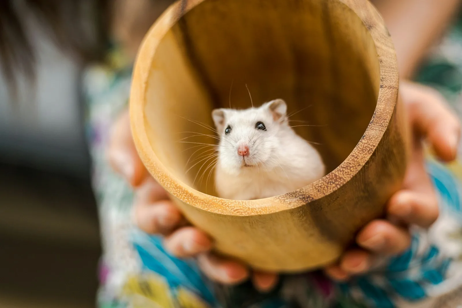 Introduction of Some Famous Hamster species to the pet parents