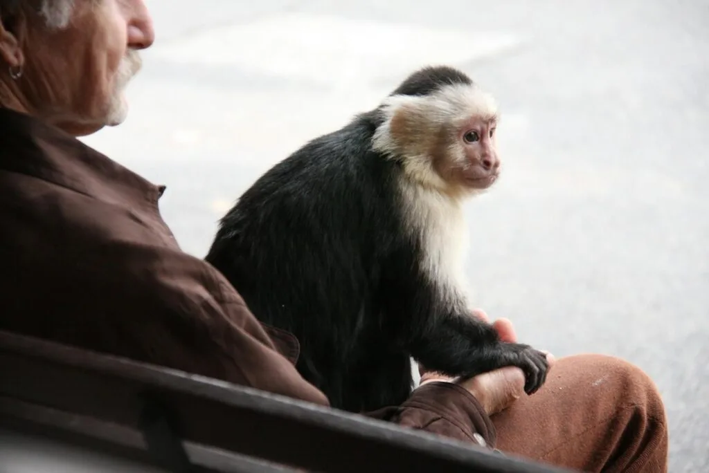 A capuchin monkey sits on a man's lap outdoors, showcasing companionship and tranquility.