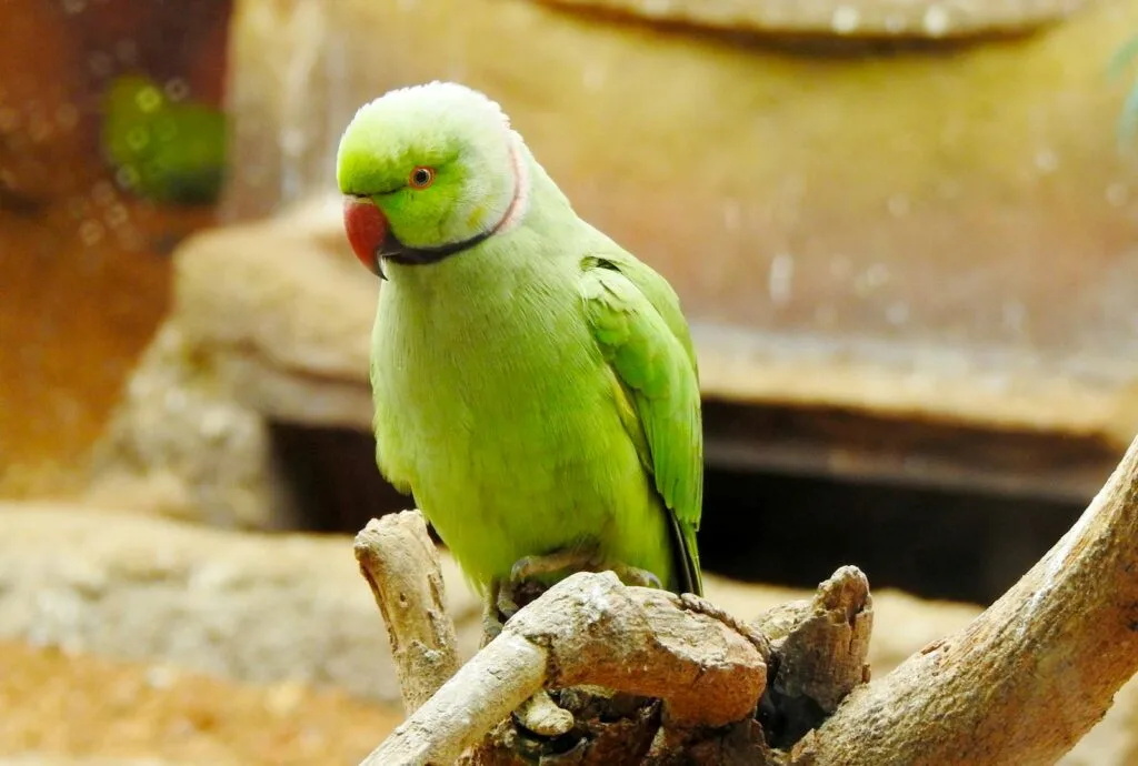 Close-up of a vibrant green parakeet perched on a branch, showcasing its striking plumage.