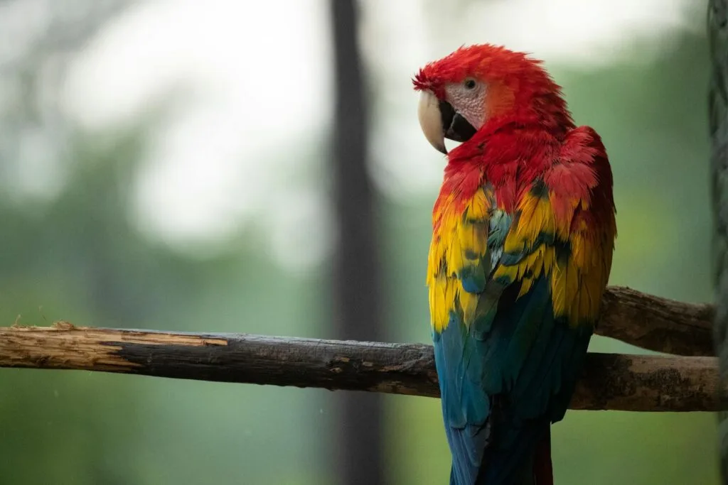 Colorful scarlet macaw resting on a branch, showcasing its vibrant plumage in a natural setting.