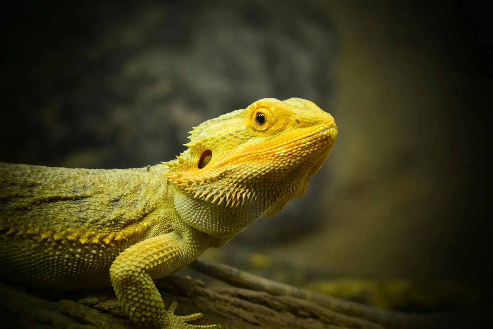 Bearded Dragons 101: Everything You Need to Know Before Getting One