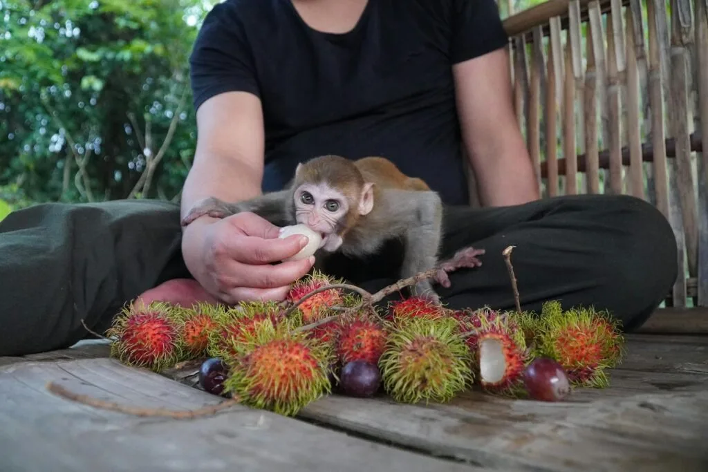 A person feeding a young monkey fresh rambutan fruits on a wooden surface outdoors.