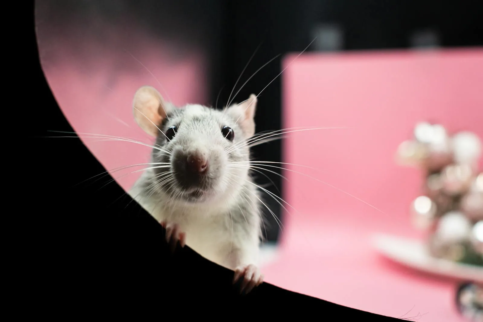 The Secret Lives of Pet Rats: Why They Make Surprisingly Great Pets