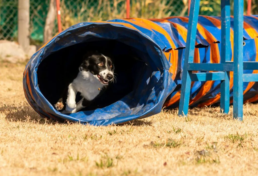 Energetic border collie running through an agility tunnel on a sunny day.