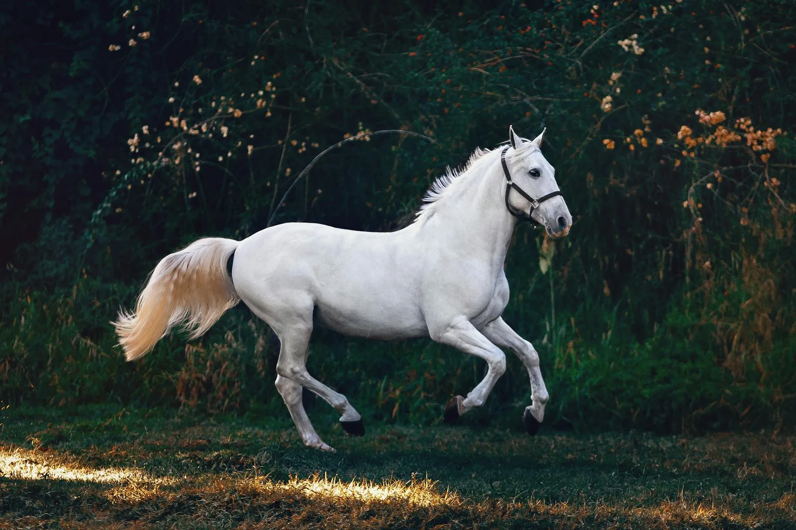 The Top five Most Expensive Pet Breeds in the World