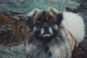 Close-up portrait of a cute Pekingese dog outdoors, showcasing its furry coat and curious eyes.