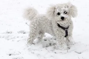 animal, dog, snow, winter, white, bichon frise, small dog, pet, bichon, emotion, dog in the snow, bichon frise, nature, bichon frise, bichon frise, bichon frise, bichon frise