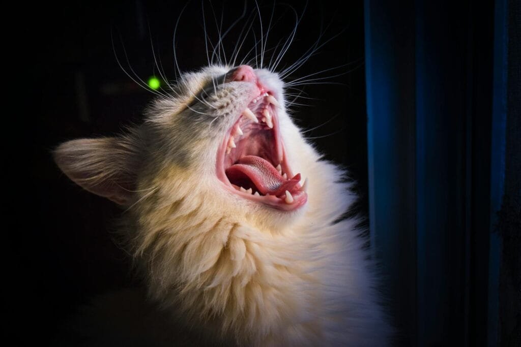 Adorable white cat yawning, showcasing whiskers in a dramatic portrait lighting.