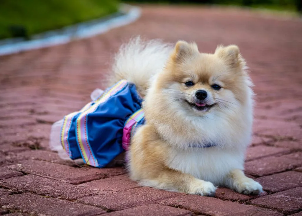 An adorable Pomeranian dog wearing a colorful dress lying on a brick pathway outdoors.