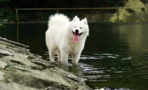 samoyed, pets, sled dogs, samoyed, samoyed, samoyed, samoyed, samoyed