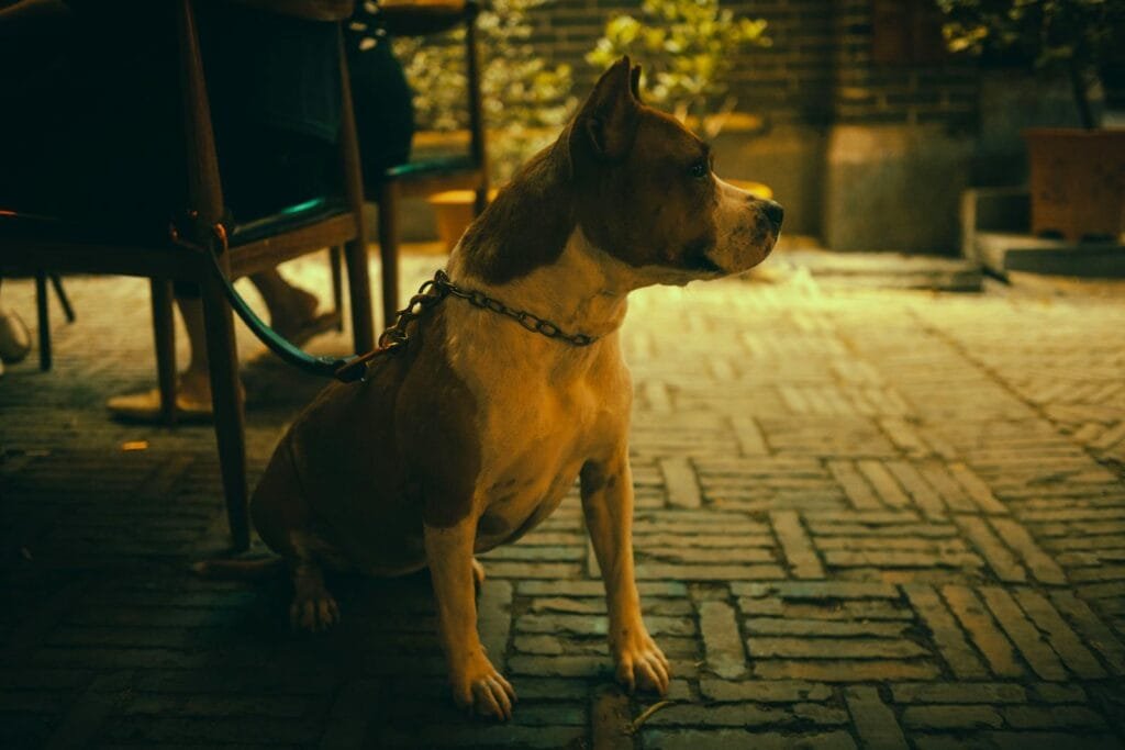 Brown and white dog on a leash, sitting outdoors on cobblestone pavement at night.