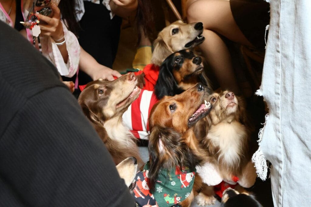 Adorable dachshunds wearing holiday outfits surrounded by people indoors.