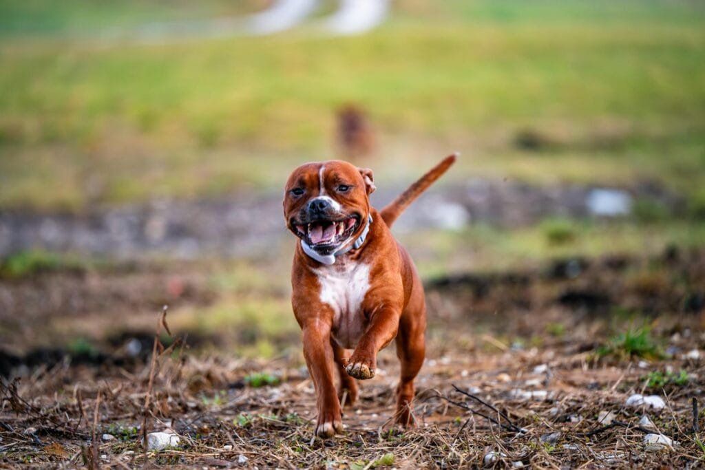 A cheerful brown Staffordshire Bull Terrier happily running on a grassy field.