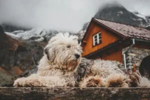 A fluffy dog relaxing outdoors near a rustic cabin in a mountainous winter setting.