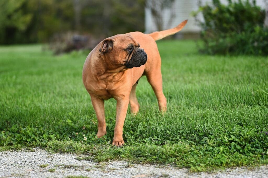 Charming Bullmastiff dog stands on lush green grass, enjoying a sunny day outdoors.