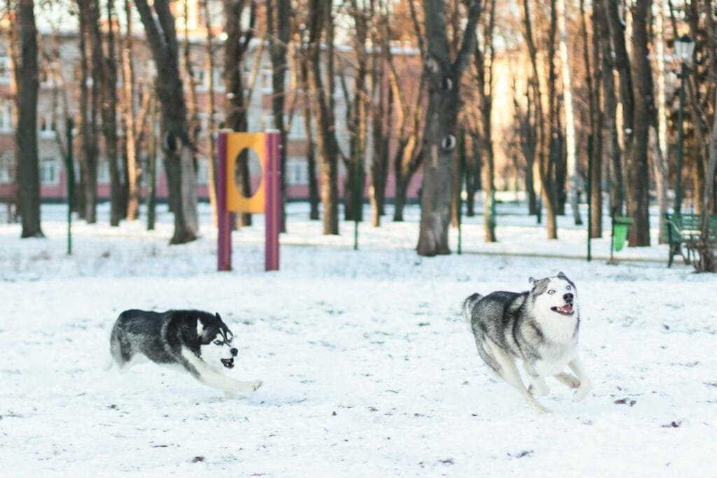 Two Siberian Huskies energetically running through a snowy winter park.