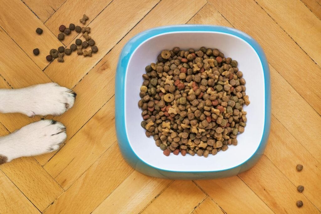 A dog's paws beside a kibble-filled bowl on a wooden floor, shot from above.