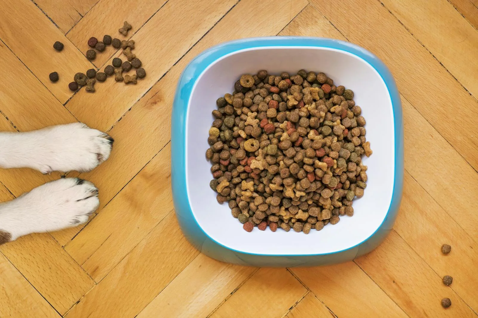 Understanding Pet Nutrition: Choosing the Best Food for Your Dog or Cat