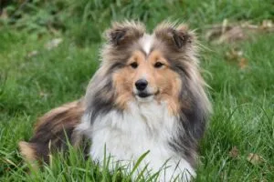 dog, female dog, dog portrait, shetland sheepdog, dog pure breed, bitch nayana, dog eye colour hazel, pet, muzzle end, mammal, canine, doggie, anima, shetland sheepdog tan, shetland sheepdog, shetland sheepdog, shetland sheepdog, animal, shetland sheepdog, shetland sheepdog