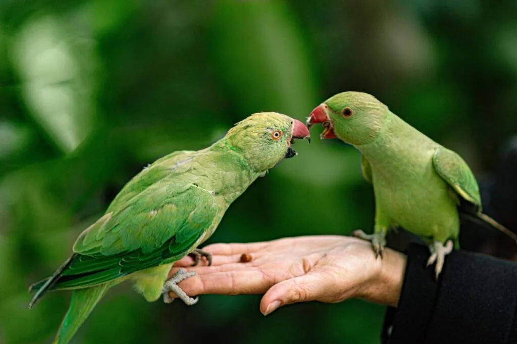 parrots, hand, park, feeding, bird, nature, pet, wild, green, feed, tropical, parrots, parrots, parrots, parrots, parrots