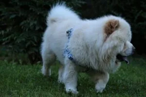 dog, chow chow, nature, animal, dog breed, domestic, pet, mammal, canine, chow chow, chow chow, chow chow, chow chow, chow chow