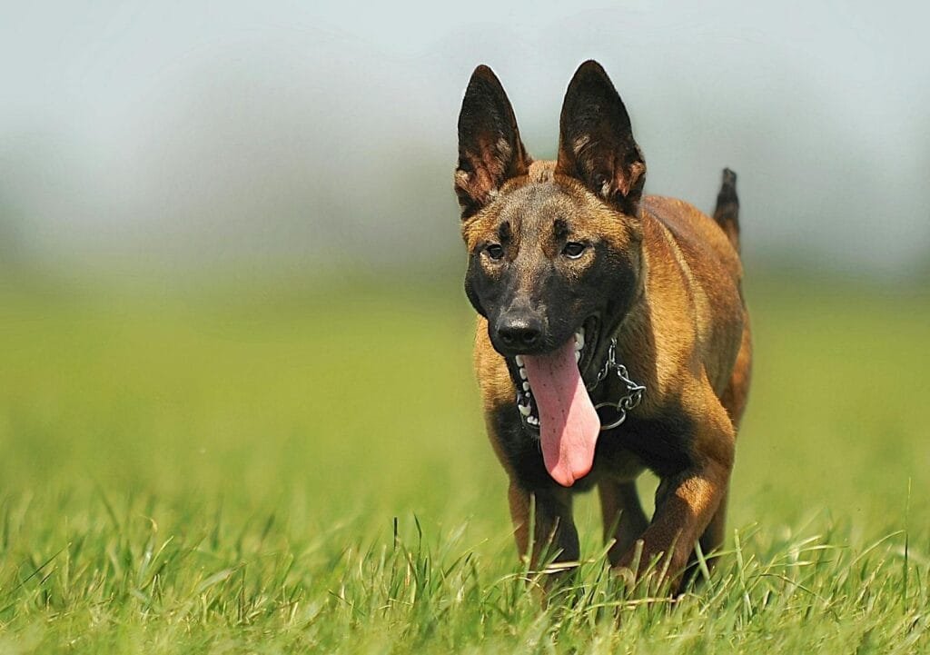A lively Belgian Malinois dog running in an open grassy field, full of energy.
