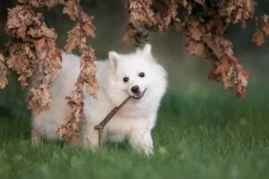 dog, nature, puppy, pet, young, play, animal, friend, tree, purebred, japanese striker, keeshond